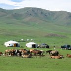 ¿Dónde están los mongoles?